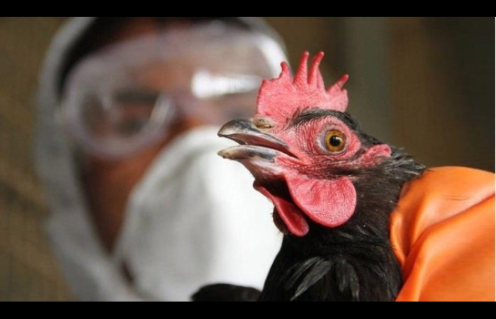 Azərbaycanda quş qripinə yoluxma var? - RƏSMİ CAVAB 