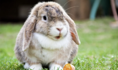 “Azərdovşansaxlayan” adlı QHT də var imiş