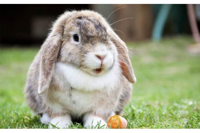 “Azərdovşansaxlayan” adlı QHT də var imiş