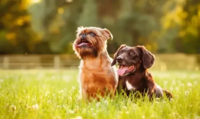 İtlər insanların söhbətlərini dinləyərək yeni sözlər öyrənirlər - ARAŞDIRMA