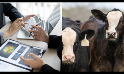 Nazirliyin 5 milyon ödədiyi minlərlə mal-qara "yoxa çıxıb" - ŞOK FAKTLAR