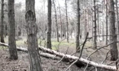 Biləcəridə meşə məhv olur: 8 aydır tədbir görülmür - VİDEO