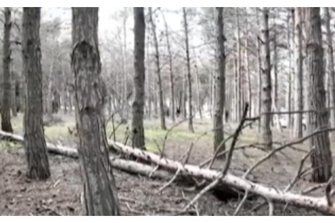 Biləcəridə meşə məhv olur: 8 aydır tədbir görülmür - VİDEO