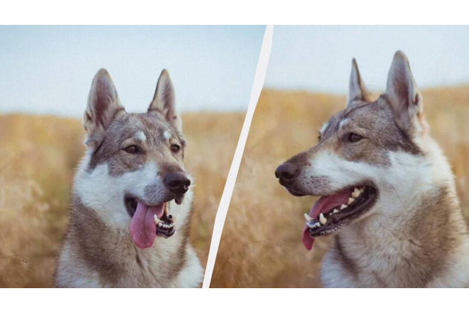 Hansı güclüdür: Canavar itləri, yoxsa adi itlər? 
