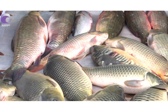 Azərbaycanda farelin qiyməti bahalaşdı - VİDEO