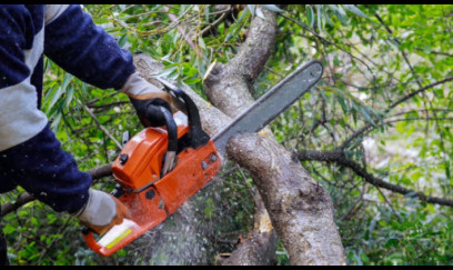 Tovuzda ağaclarının qırılması ilə bağlı araşdırma aparılır 