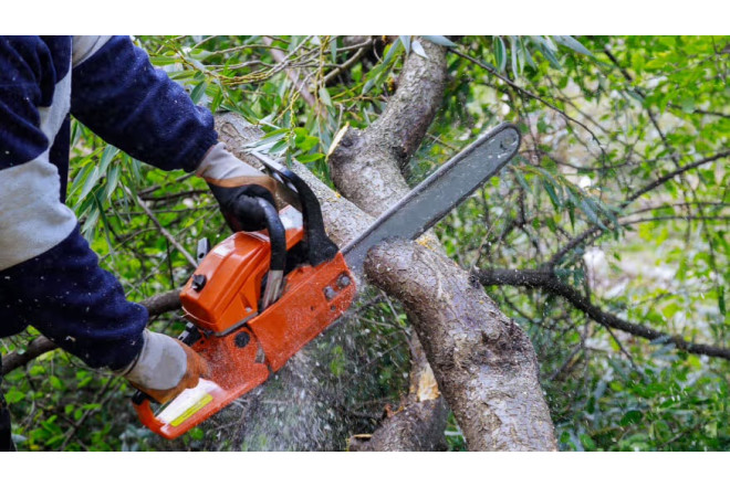 Tovuzda ağaclarının qırılması ilə bağlı araşdırma aparılır 