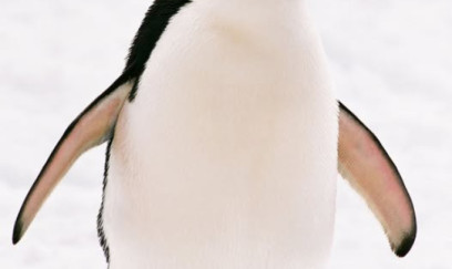 Sürüdən ayrı düşən pinqivin- sosial mesaj, yoxsa bioloji sapma?