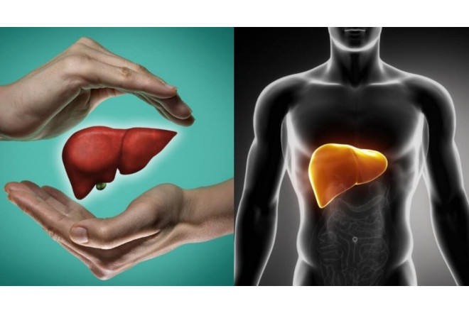 Qaraciyər və bağırsaqlarda yağları əridən dərman hazırlandı