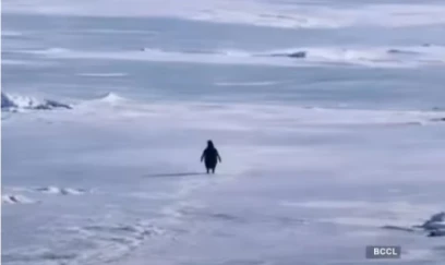 Sürüdən ayrı düşən pinqivin- sosial mesaj, yoxsa bioloji sapma?