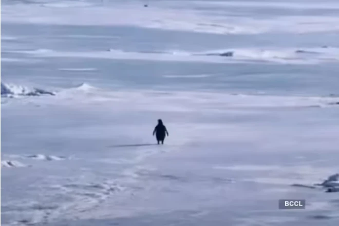 Sürüdən ayrı düşən pinqivin- sosial mesaj, yoxsa bioloji sapma?