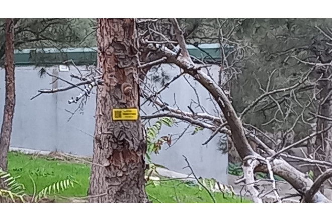 Bakıda qurumuş ağac avtomobilin üzərinə aşdı 