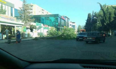 Güclü külək Bakıda xeyli ağacı aşırdı 