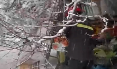 60 yaşlı qadının üzərinə ağac aşdı - Video