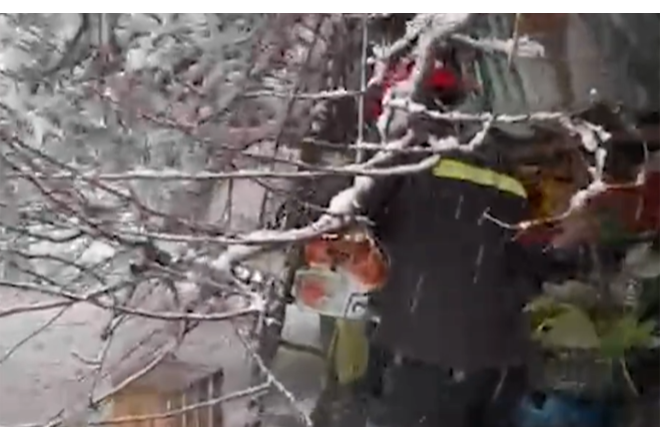 60 yaşlı qadının üzərinə ağac aşdı - Video