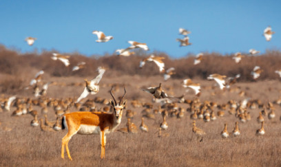 Şirvan Milli Parkından əsrarəngiz - Görüntülər
