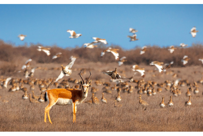 Şirvan Milli Parkından əsrarəngiz - Görüntülər
