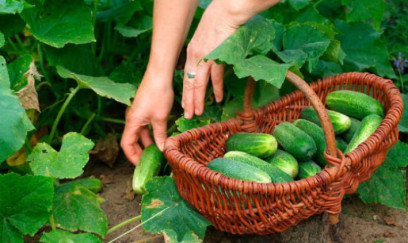 Xiyarın qiyməti rekord həddə yüksəldi 