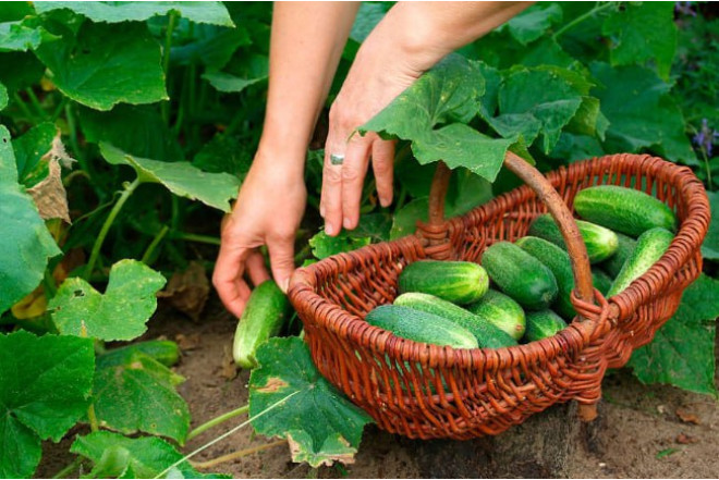 Xiyarın qiyməti rekord həddə yüksəldi 