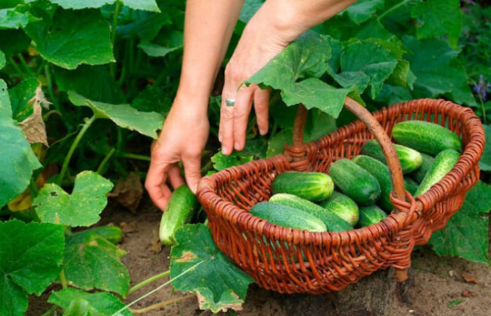 Xiyarın qiyməti rekord həddə yüksəldi 