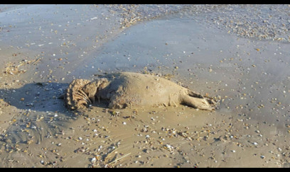 Xəzər dənizində suiti cəsədləri aşkarlanıb - VİDEO