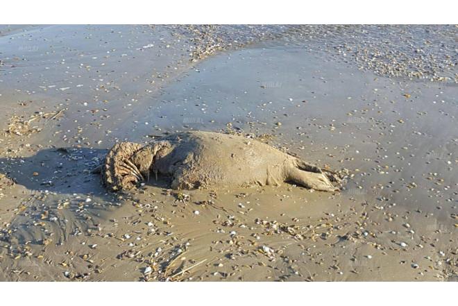 Xəzər dənizində suiti cəsədləri aşkarlanıb - VİDEO