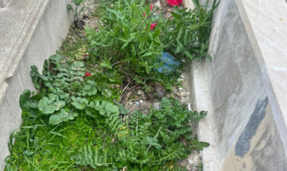 Qəbiristanlıqda 17 ədəd ağacı kim və niyə kəsib- FOTO