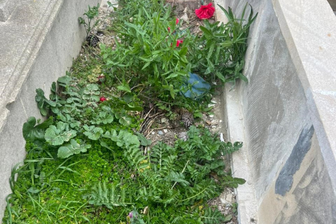 Qəbiristanlıqda 17 ədəd ağacı kim və niyə kəsib?- FOTO