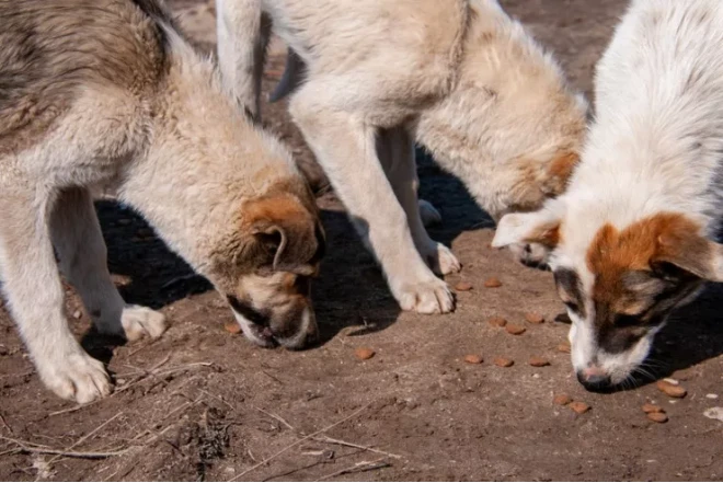 Repçinin itləri qoca qadını parçaladı 