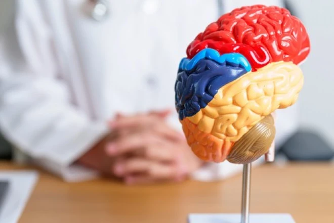 Alimlər flavonolların beyinə təsirini KƏŞF EDİBLƏR