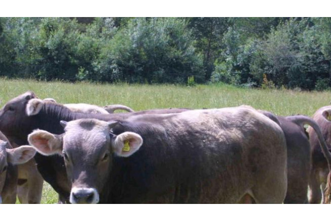 Qazaxıstan Rusiya ətinin idxalını və tranzitini məhdudlaşdırdı 