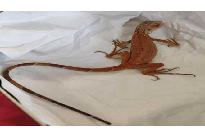 Evində icazəsiz iquana saxlayan şəxs cərimələnib 