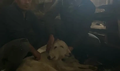 Türkiyədə ikibaşlı buzov doğulub 