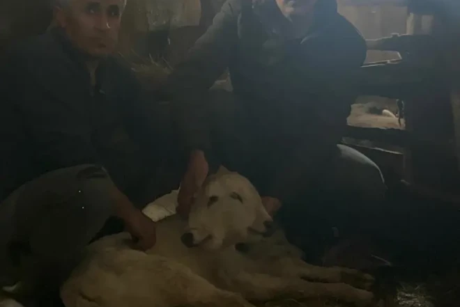 Türkiyədə ikibaşlı buzov doğulub 