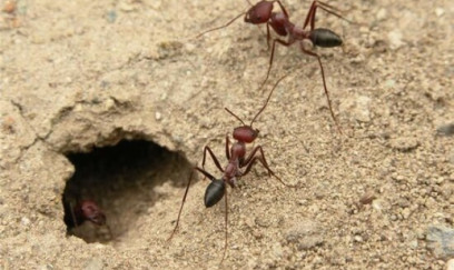 Bu qarışqalarda aqressiyaya səbəb olur 