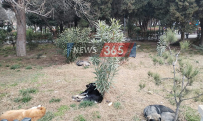 Keşlədə sahibsiz itlər "at oynadır" - Qurumlar hara baxır?