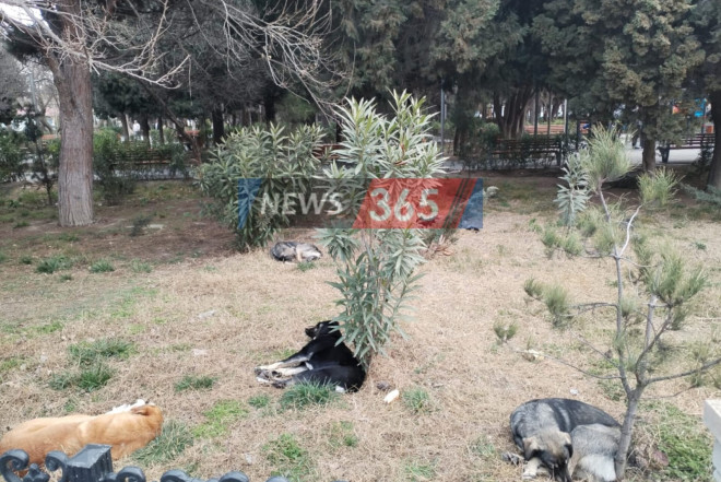 Keşlədə sahibsiz itlər "at oynadır" - Qurumlar hara baxır?