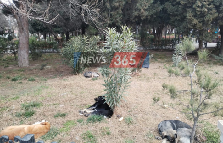 Keşlədə sahibsiz itlər "at oynadır" - Qurumlar hara baxır?