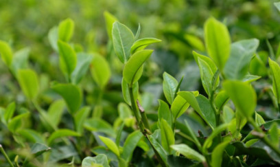 Qara və yaşıl çay arasındakı əsas fərq nədir? - FOTO