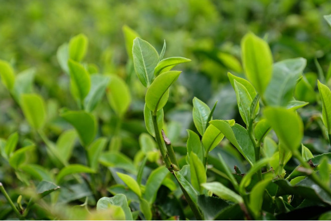 Qara və yaşıl çay arasındakı əsas fərq nədir? - FOTO
