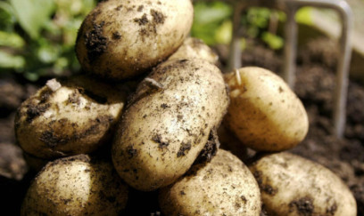 Azərbaycanda kartof BAHALAŞDI