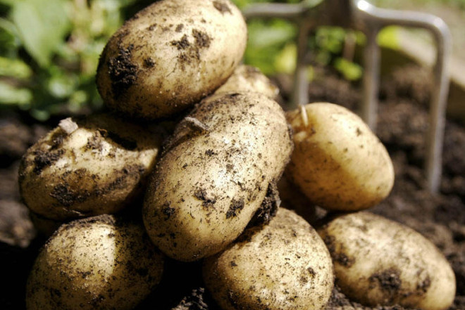 Azərbaycanda kartof BAHALAŞDI