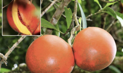 Bu meyvə öküm gətirir- Kiçik damcısı belə …