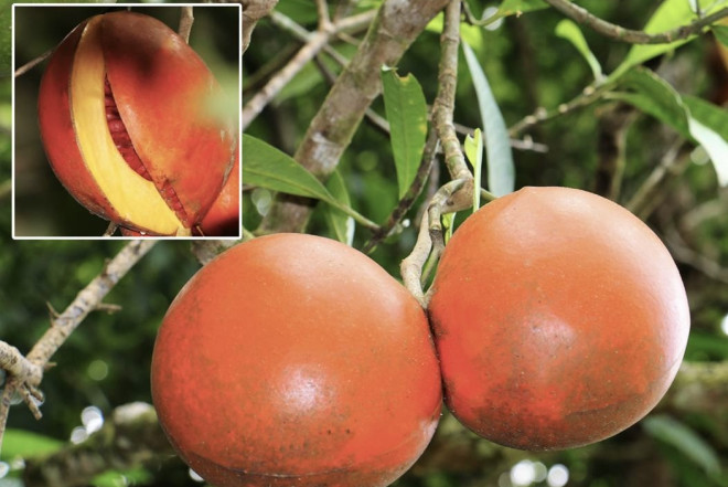 Bu meyvə ölüm gətirir- Kiçik damcısı belə …