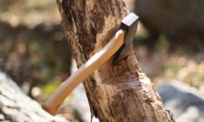 Bakı və Sumqayıtda yaşıllıqlara 73 min manatdan çox ziyan vurulub 