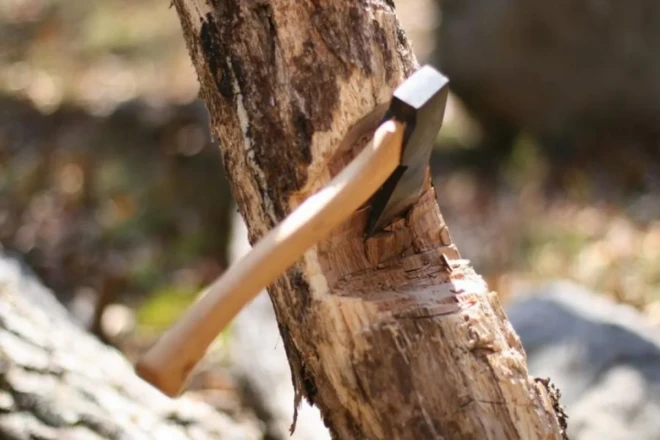 Bakı və Sumqayıtda yaşıllıqlara 73 min manatdan çox ziyan vurulub 