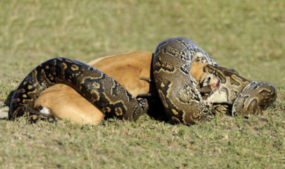 Pitonların ürəyi aclıqdan sonra böyüyür- Bir aydan sonra…