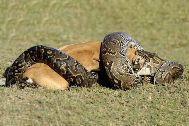Pitonların ürəyi aclıqdan sonra böyüyür- Bir aydan sonra…