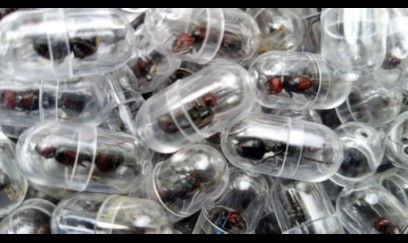 Qarışqa oğurladığına görə cərimələndi 