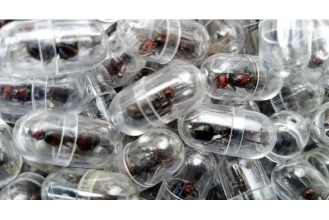 Qarışqa oğurladığına görə cərimələndi 